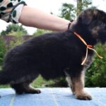 Oliva-female-German-Shepherd-puppy-for-sale-4