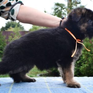 Oliva German Shepherd