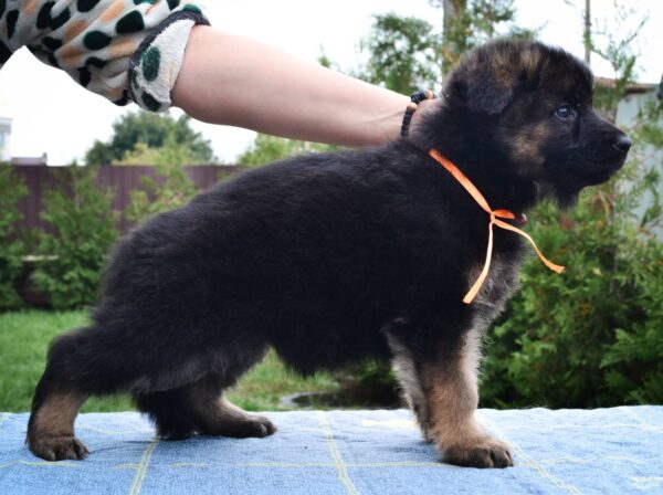 Oliva German Shepherd