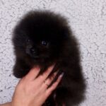 Fred Pomeranian Fred Pomeranian