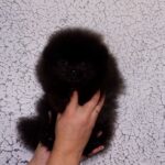 Onix-male-Pomeranian-puppy-for-sale-1