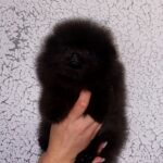 Onix-male-Pomeranian-puppy-for-sale-2
