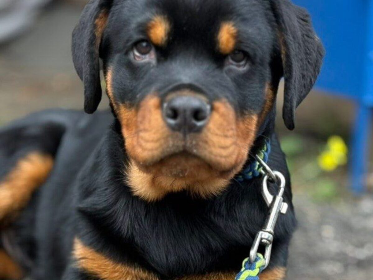 Rottweiler Dog Miniature Rottweiler Price Rottweiler Dogs And