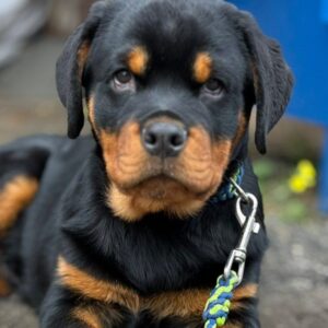Optimus Rottweiler