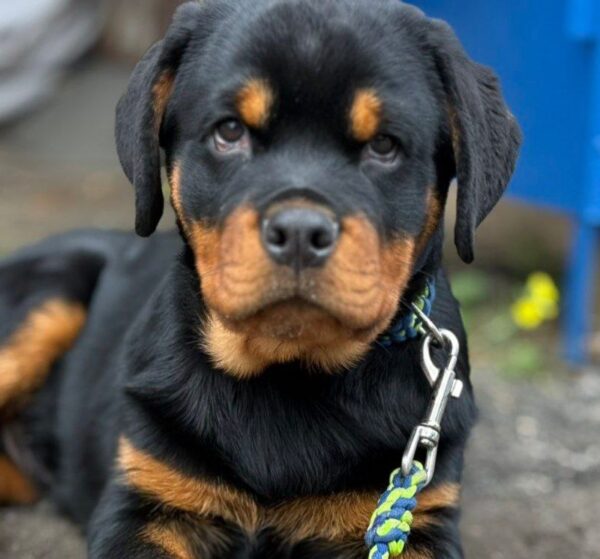 Optimus Rottweiler
