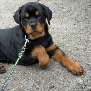 Optimus Rottweiler