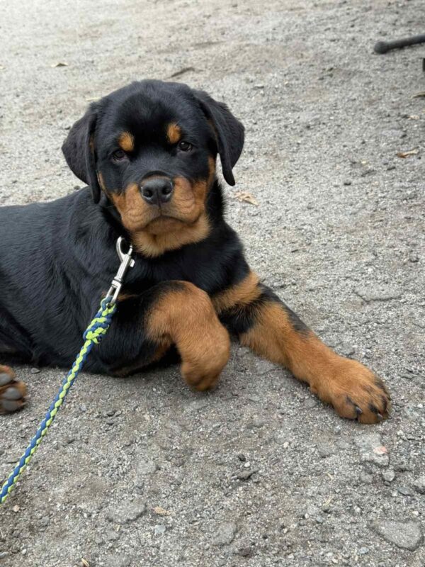 Optimus Rottweiler