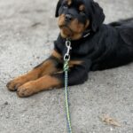 Optimus-male-Rottweiler-puppy-for-sale-2