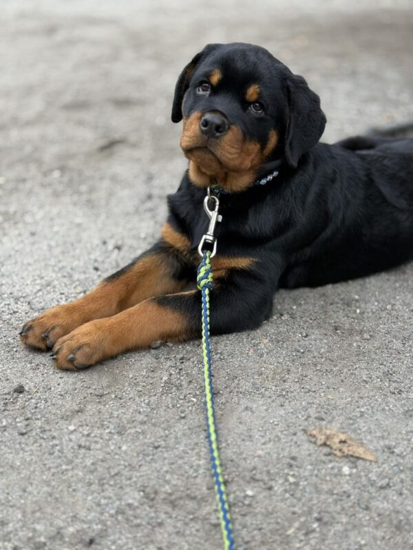 Optimus Rottweiler