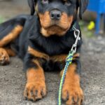 Optimus-male-Rottweiler-puppy-for-sale-3
