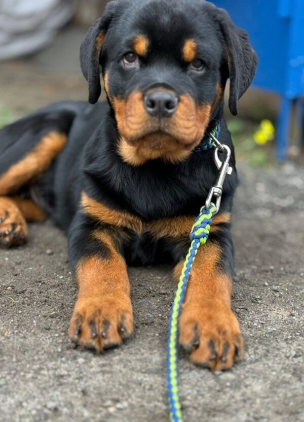 Optimus Rottweiler