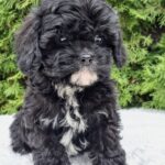 Oreo-female-cavapoo-puppy-for-sale-1 (1)
