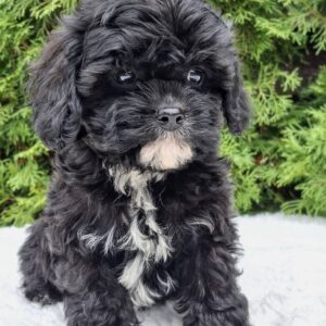 Oreo Cavapoo