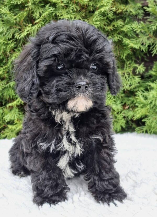 Oreo Cavapoo