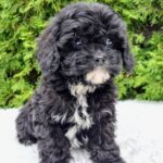 Oreo-female-cavapoo-puppy-for-sale-1 (2)