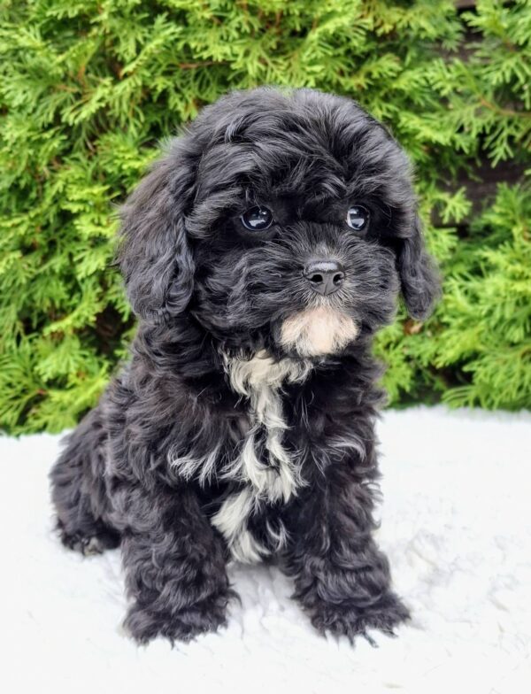 Oreo Cavapoo