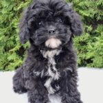 Oreo-female-cavapoo-puppy-for-sale-1 (3)