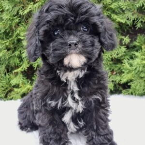 Oreo Cavapoo