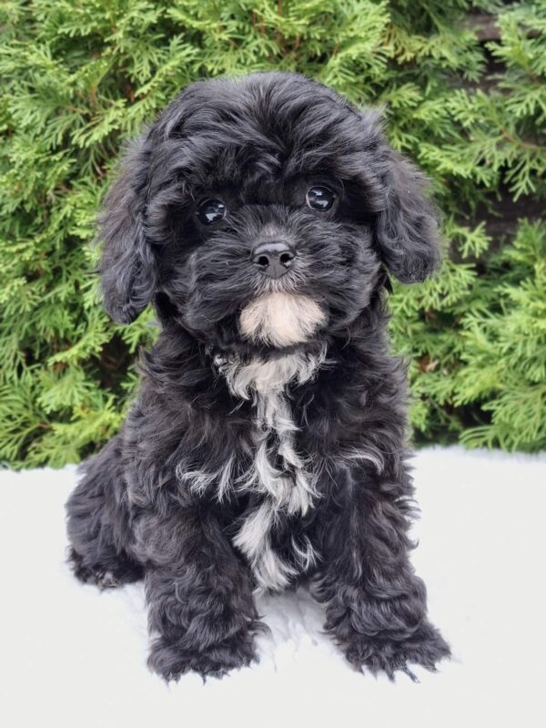 Oreo Cavapoo