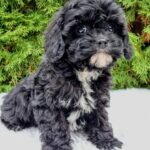 Oreo-female-cavapoo-puppy-for-sale-1 (4)