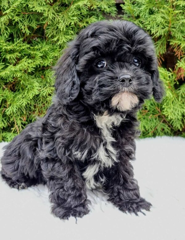 Oreo Cavapoo