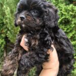 Orfey-male-cavapoo-puppy-for-sale-1 (1)