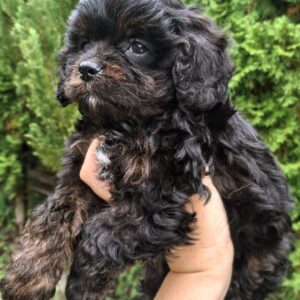 Orfey Cavapoo