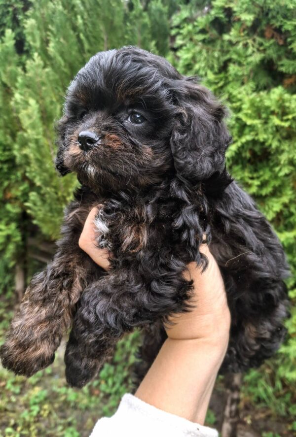 Orfey Cavapoo
