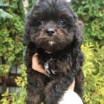 Orfey-male-cavapoo-puppy-for-sale-1 (2)