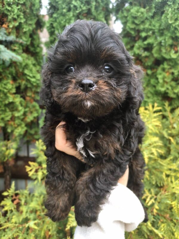 Orfey Cavapoo