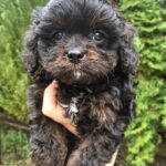 Orfey-male-cavapoo-puppy-for-sale-1 (3)