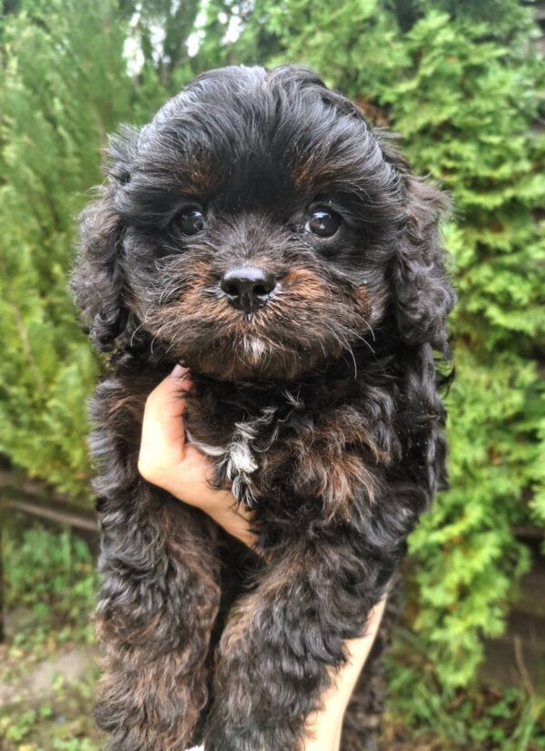 Orfey Cavapoo