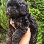 Marsal Cavapoo