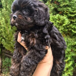 Orfey Cavapoo