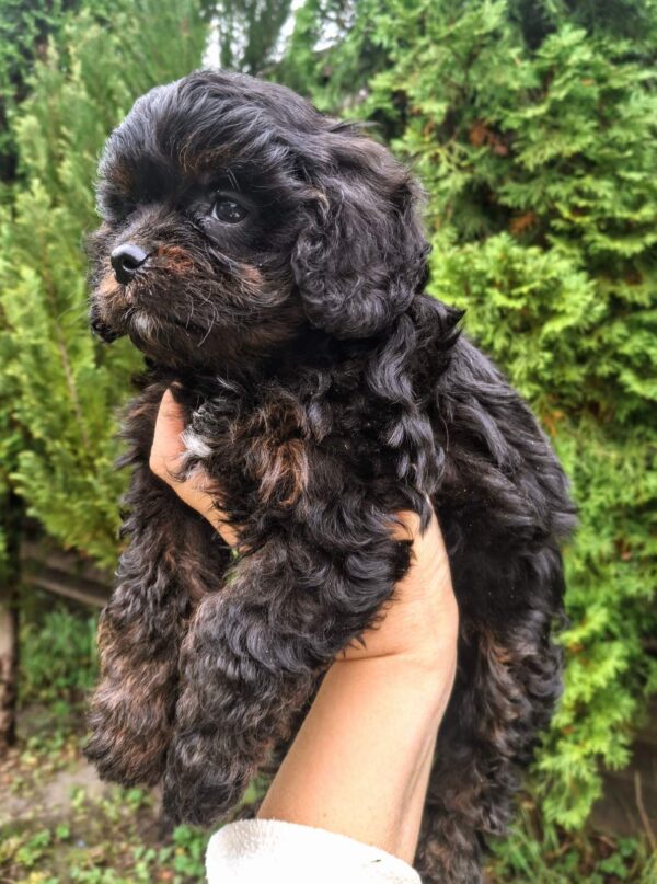 Orfey Cavapoo