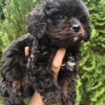 Orfey-male-cavapoo-puppy-for-sale-1 (5)