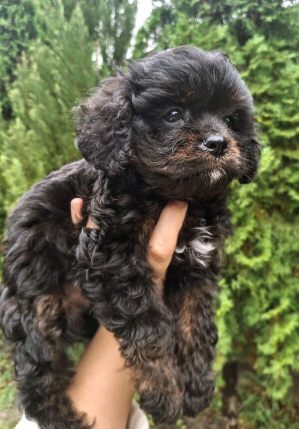 Orfey Cavapoo