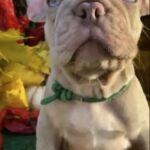 Orsey-male-French-Bulldog-puppy-for-sale-1