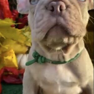 Orsey French Bulldog