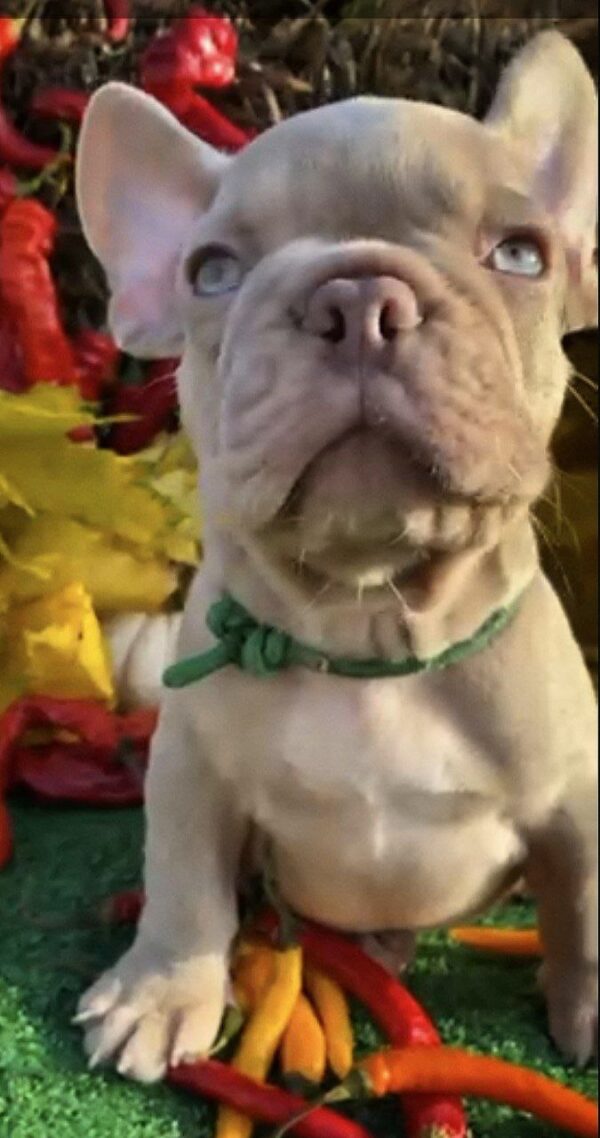 Orsey French Bulldog