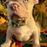 Orsey-male-French-Bulldog-puppy-for-sale-2