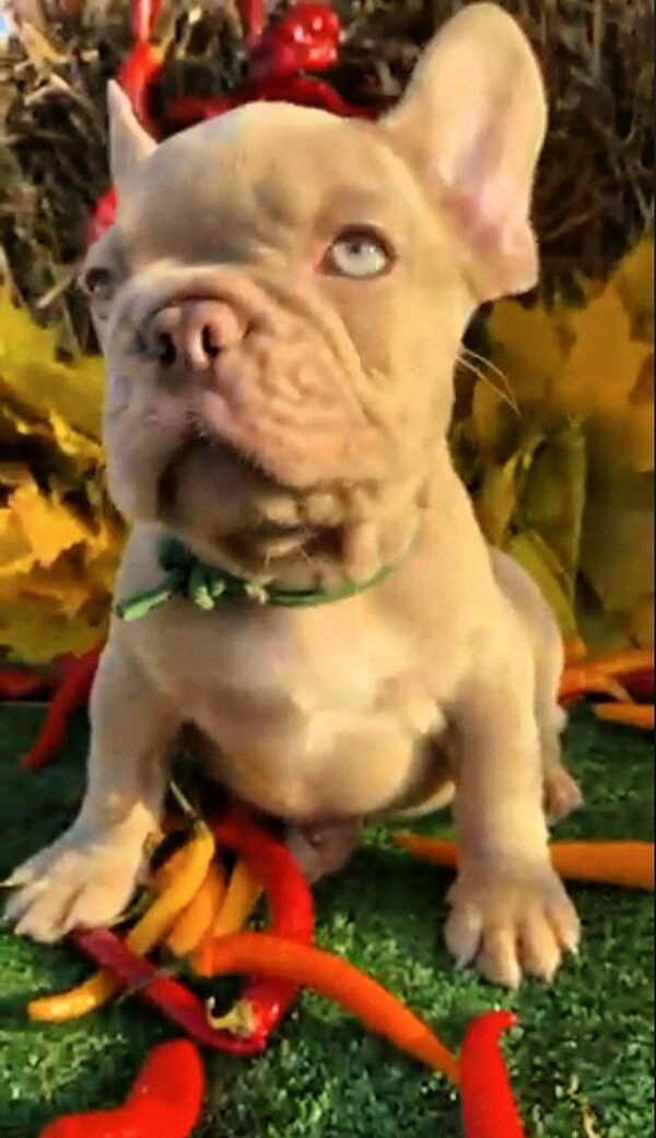 Orsey French Bulldog