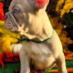 Orsey-male-French-Bulldog-puppy-for-sale-3