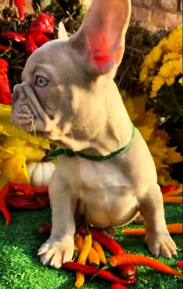 Orsey French Bulldog
