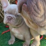 Orsey-male-French-Bulldog-puppy-for-sale-4