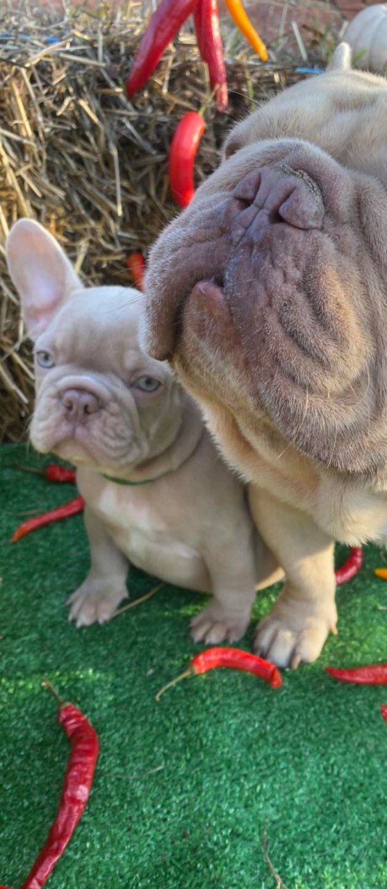 Orsey French Bulldog