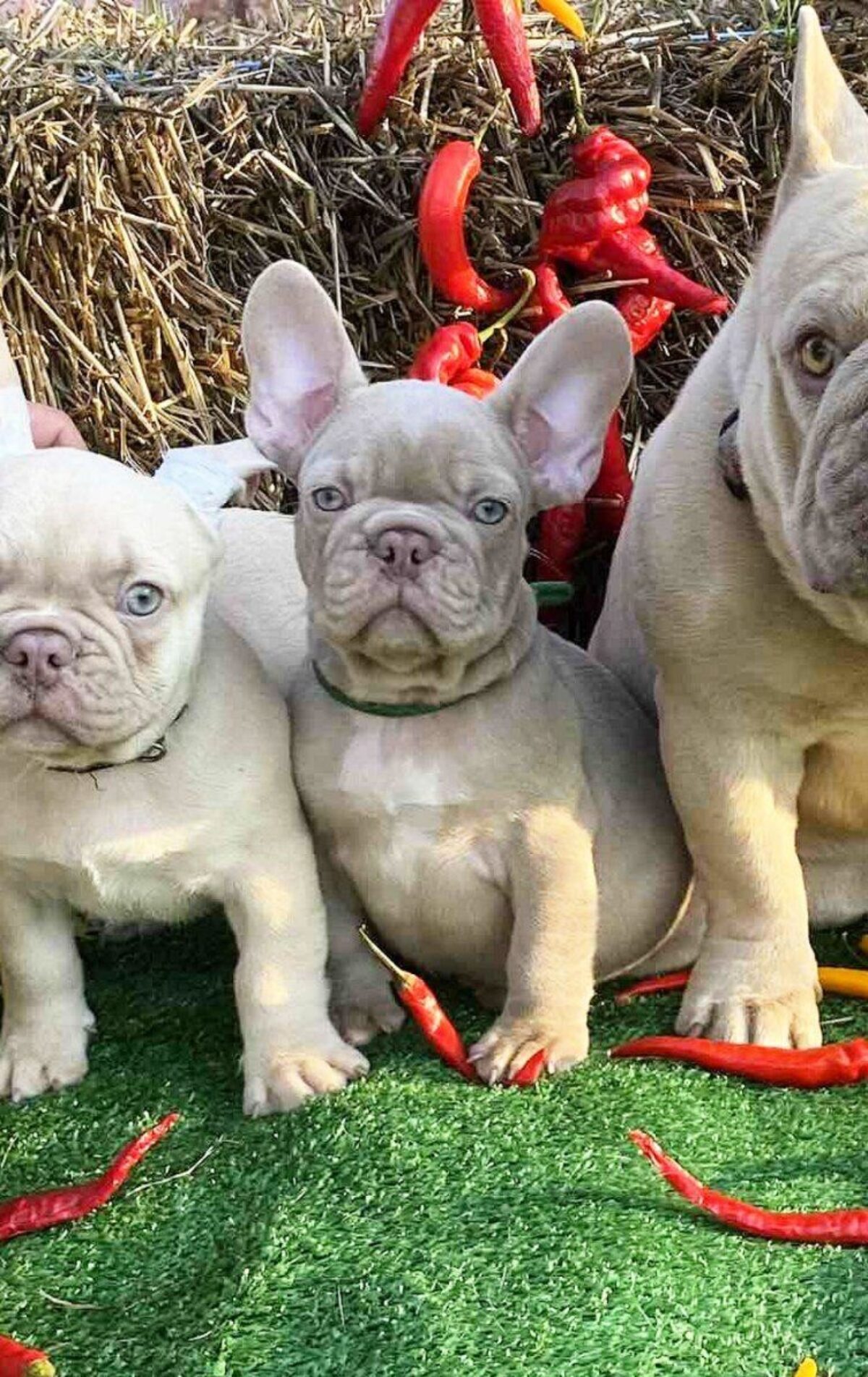 French Bulldog Dogs and Puppies for sale