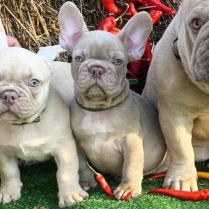 Orsey French Bulldog