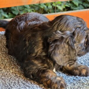 Orso Cavapoo