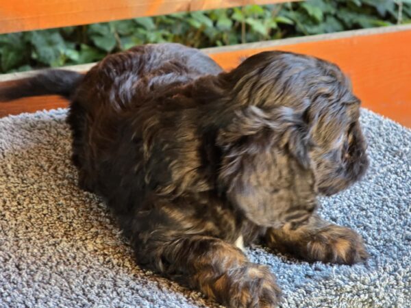 Orso Cavapoo